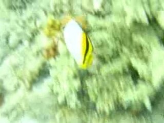 Plongée poisson ballon