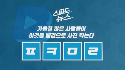 [스피드뉴스] 가을철 많은 사람들이 이것을 배경으로 사진 찍는다 / YTN