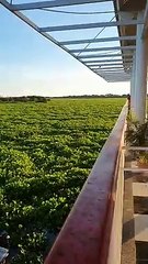 Desastre Ecológico en la ciénaga Zapatosa