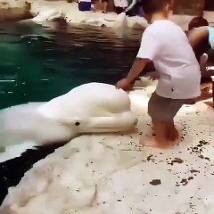 BUDA ANAFOR BOMBA GİBİ Bİ BALİNA İŞTE BUKADAR DUVAR.D