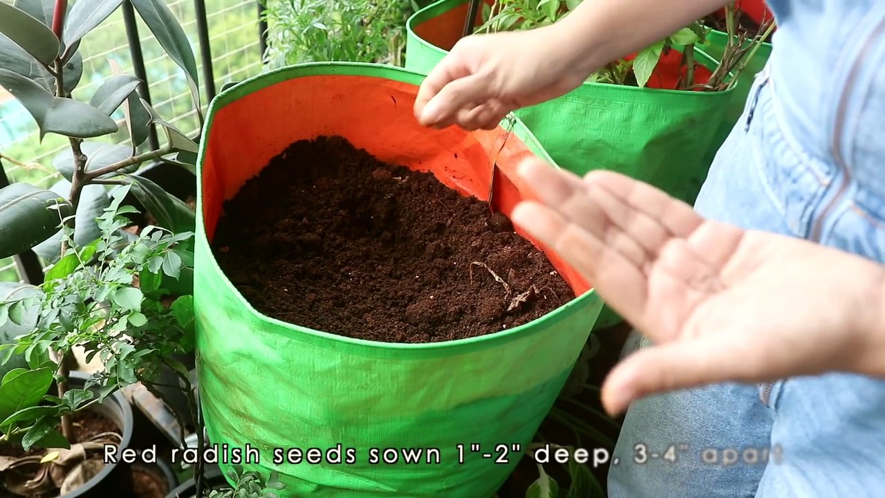 Winter Garden   Growing 14+ vegetables in my 50 sq ft balcony