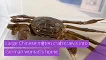 Large Chinese mitten crab crawls into German woman's home, and other top stories in strange news from October 16, 2020.