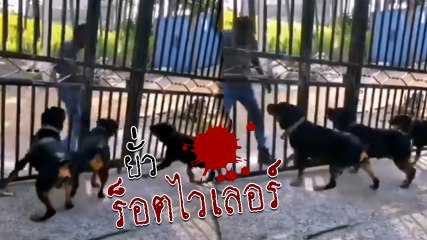 ชายห้าว ยั่วร็อตไวเลอร์ให้ออกมากัด เห็นว่าอยู่ในรั้ว แต่... เผลอแป๊บเดียวเท่านั้นแหละ