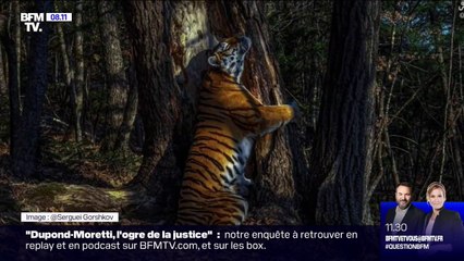 "L'étreinte": la plus belle photo animalière de l'année selon le Natural History Museum de Londres