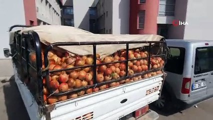 Tarladan karpuz ve nar çalıp satmış