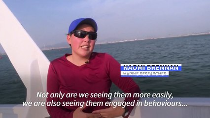 Hong Kong pink dolphins enjoy comeback as pandemic slows marine traffic