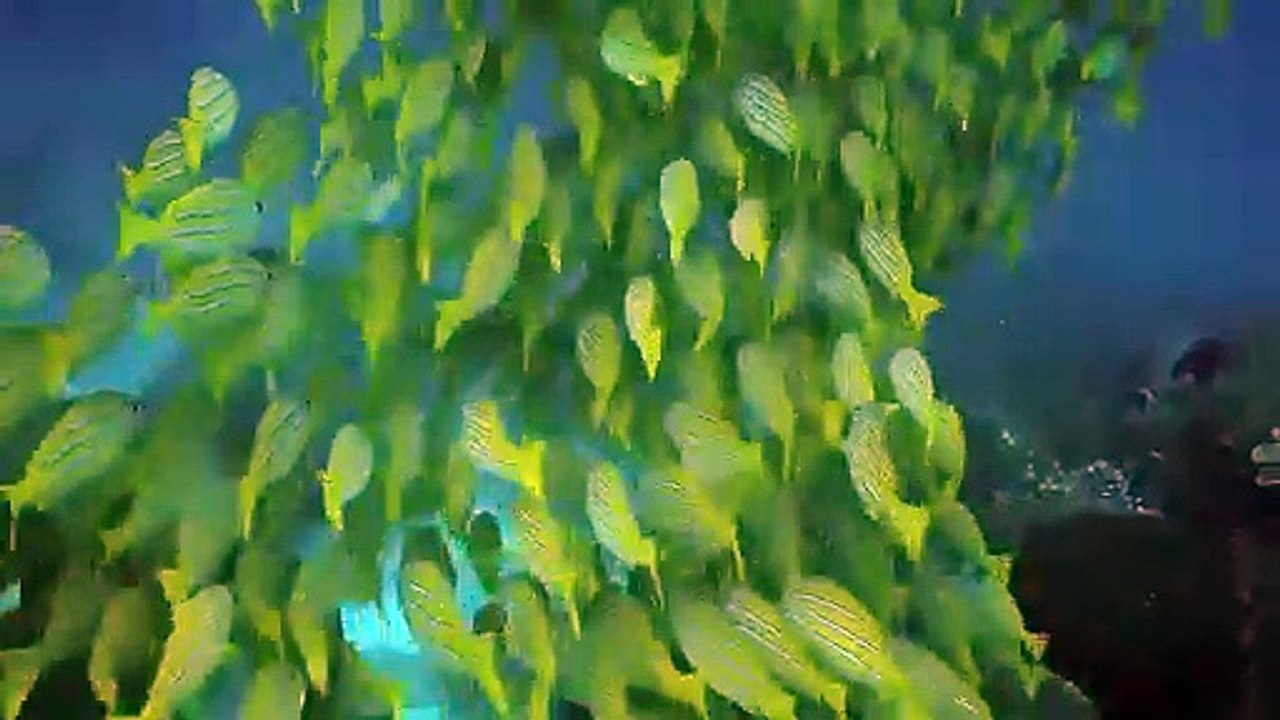 MORNING MOTIVATIONAL VIDEO By Sandeep Maheshwari - DAILY MORNING AFFIRMATIONS in Hindi