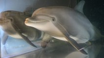 Hyperrealistic robot dolphins may replace captive animals at marine theme parks