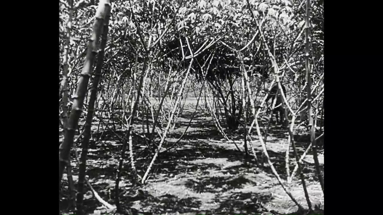 La chanson du manioc