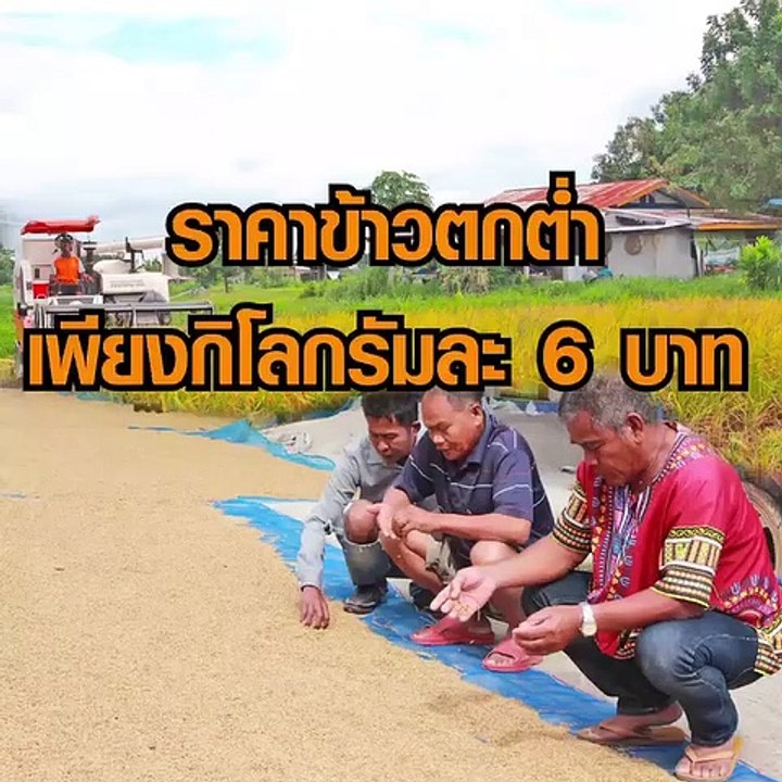 ชาวนากาฬสินธุ์สุดช้ำ! ราคาข้าวตกต่ำเพียงกิโลกรั...