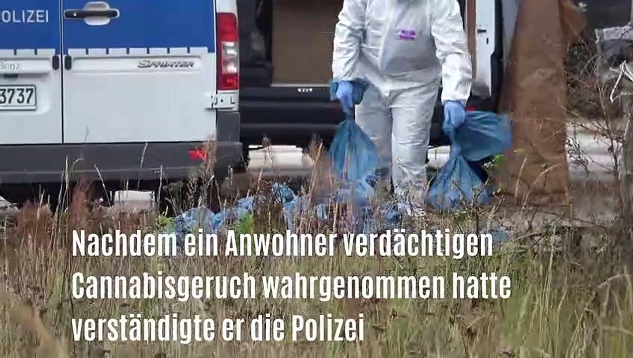 Brandenburg (Groß Kreutz), Polizei hebt Drogenplantage aus
