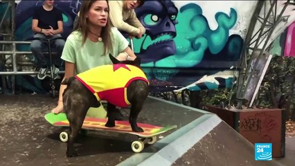 Need a break from the news? Check out this skateboarding dog!