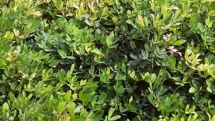 विक्रय का विकल्प नहीं, सीधे खेतों से बिकती है मूंगफ ली-अरंडी