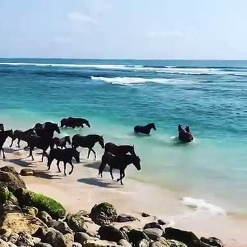Chevaux sauvages au bord de l'océan