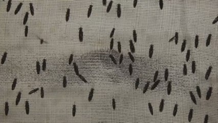 Un ejército de moscas "soldado" para combatir la crisis climática