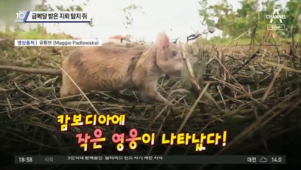 금메달 받은 지뢰 탐지 쥐