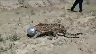 Leopard's stuck head in Vessel