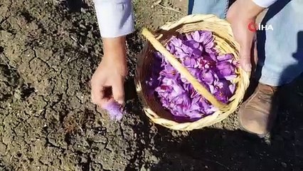 Kilosu 40 bin liradan satılan safranın hasadı başladı