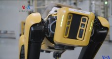 Pabrik Mobil Pekerjakan Anjing Robotik