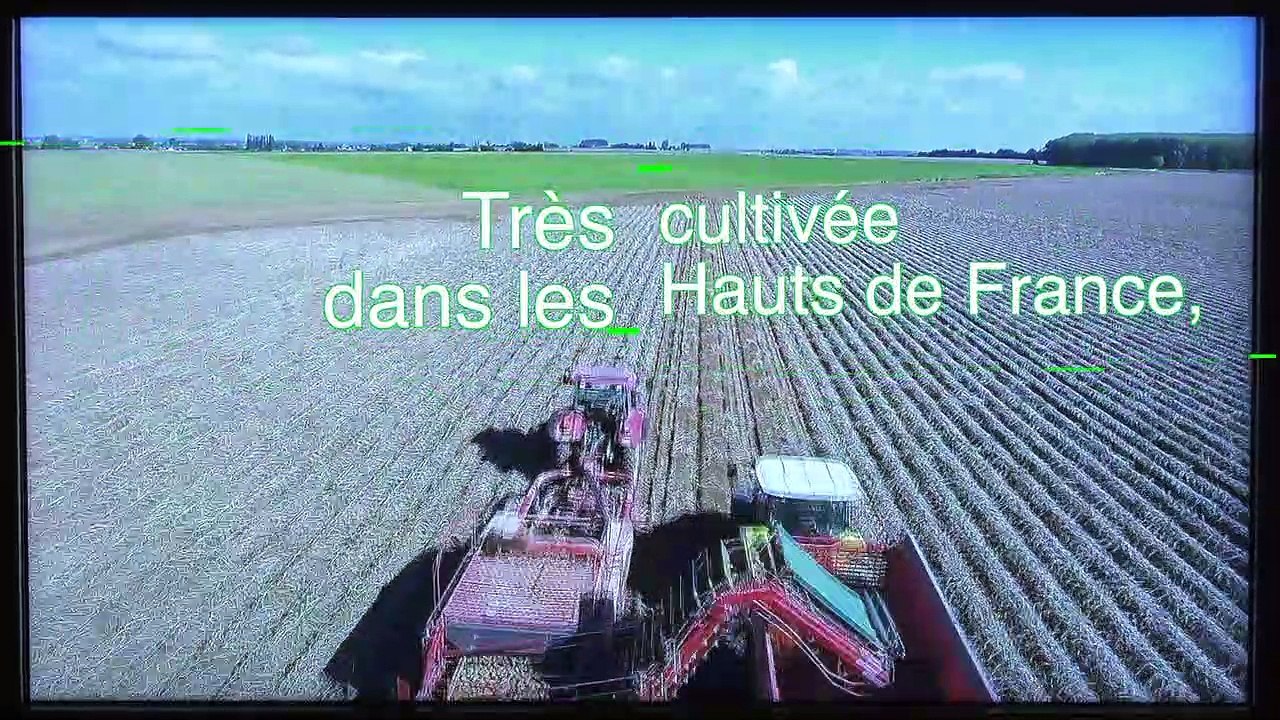 Sorties : PATATE ! L'expo 100% pomme de terre au PLUS - 16 Octobre 2020