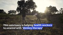 Donkey therapy helps Spanish frontline health workers to unwind