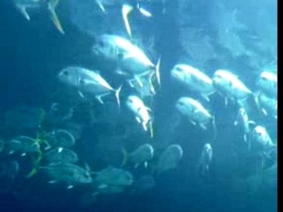 Requin NAUSICAÀ! a la fin de la video!