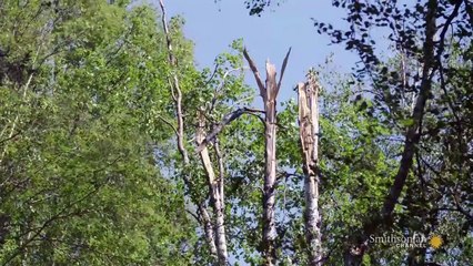 Alaska Aircrash Investigations : Trapper Creek Tragedy