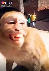 Monkey laughing Funny. Monyet tertawa lucu