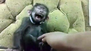 Monkey laughing part 2 . Monyet tertawa lucu part 2