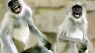 Funny monkey laugh new whatsapp status