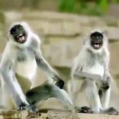 Funny monkey laugh new whatsapp status