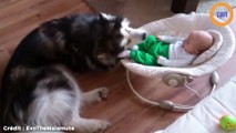 La réaction de ce chien après un coup de pied du bébé va vous surprendre
