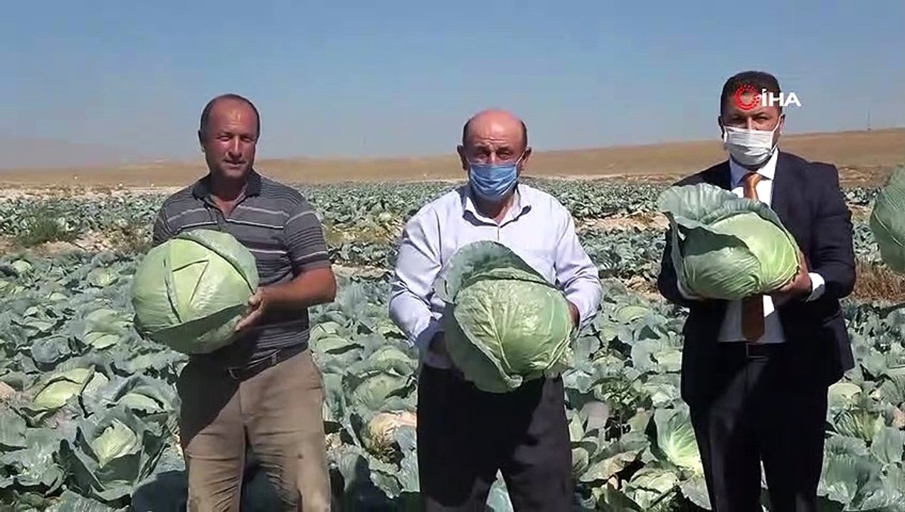 Niğde’de lahana hasadı yüz güldürüyor