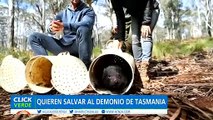 Buenas noticias para la supervivencia del Demonio de Tasmania en Australia