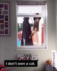 Un chat qui s'introduit à travers une fenêtre