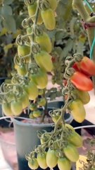 Σάκης Ρουβάς: Μας ξεναγεί στο θερμοκήπιό του και έχει απ' όλα τα καλούδια!