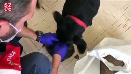 Uyuşturucunun içine böcek ve fare zehiri katmışlar 