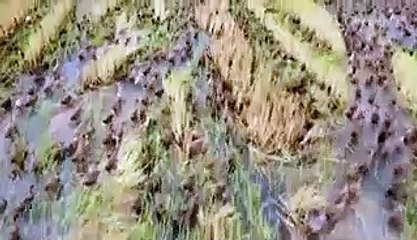 How farmers in Thailand are using armies of 10,000 ducks to keep rice paddies pest-free