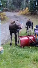 Curious Moose Checks Out Flag