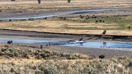 Bison Stampede in Yellowstone