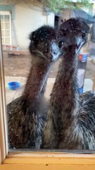 Emus at the Door