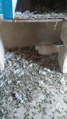 Feed the young birds