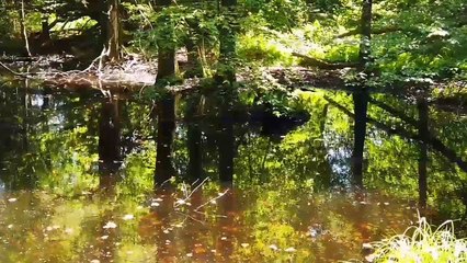 क्या दलदल में फंसने से किसी इंसान की मौत हो सकती है ?Can a person die due to being trapped in swamp?