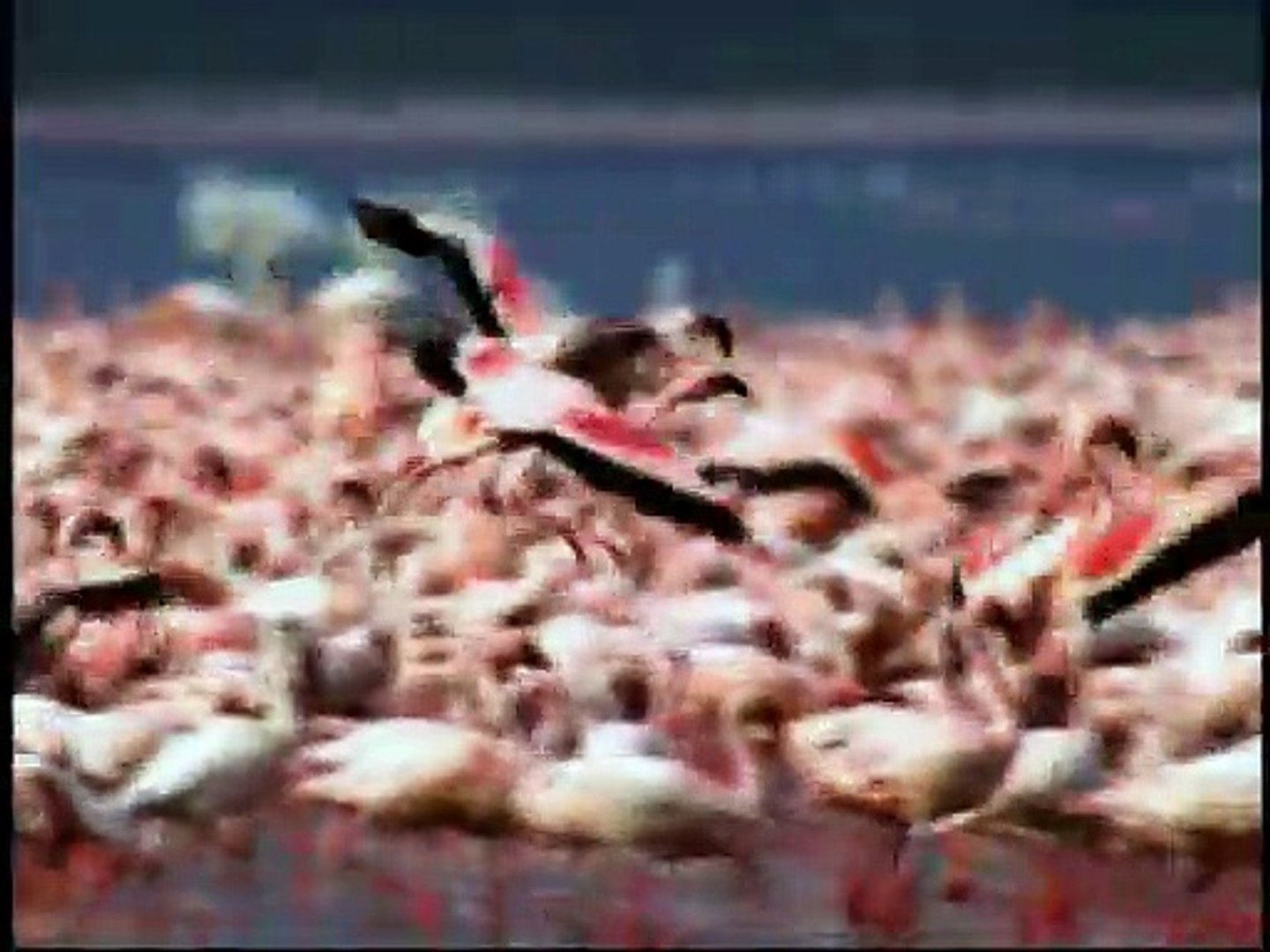 Baby Einstein Baby Noah Animal Expedition Dvd