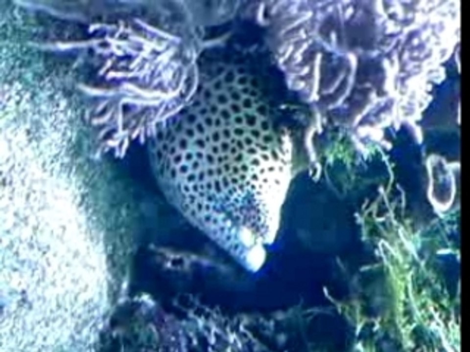 Une murene et un Merou a naussicaà