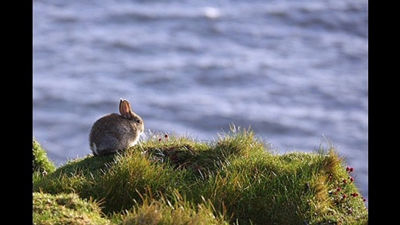 lovely bunny