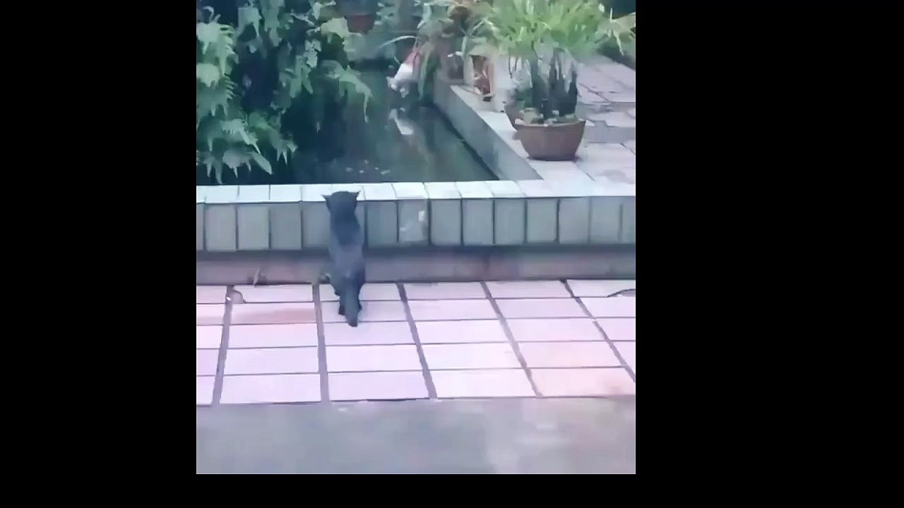 cute kitten
