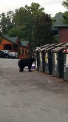 Black Bear Easily Opens Dumpster