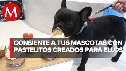 Celebraciones ‘pet friendly’, la nueva forma de consentir a tus mascotas