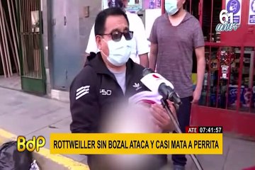 Ate: feroz perro rottweiler casi mata a mascota de una familia